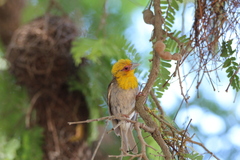 Ploceus sakalava