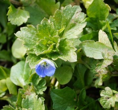 Veronica persica