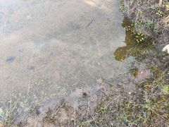 Ranunculus revelierei