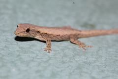 Lygodactylus verticillatus