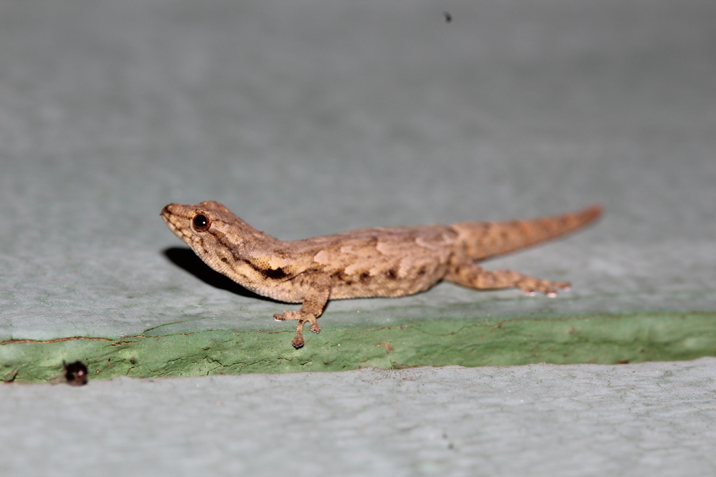 Mocquard's Dwarf Gecko