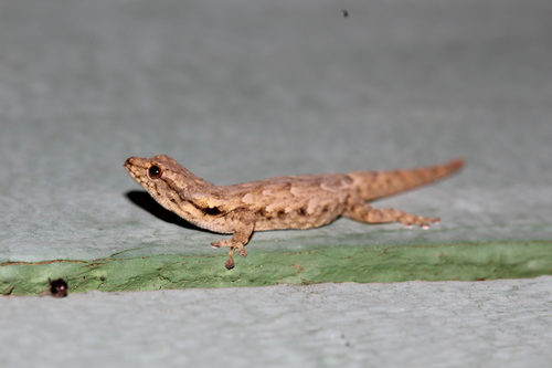 Mocquard's Dwarf Gecko