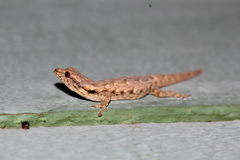 Lygodactylus verticillatus