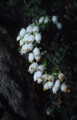 Erica marifolia