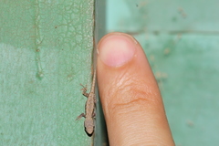 Lygodactylus verticillatus