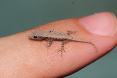 Lygodactylus verticillatus
