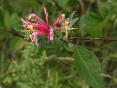 Lonicera periclymenum