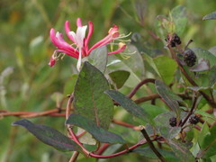 Lonicera periclymenum
