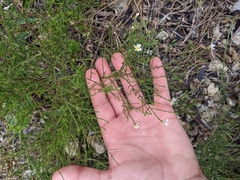 Symphyotrichum depauperatum
