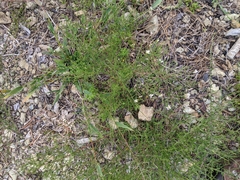 Symphyotrichum depauperatum
