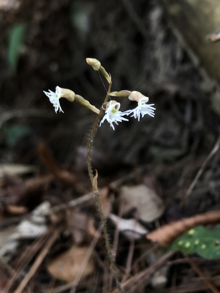 Cheirostylis cochinchinensis