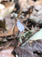 Nervilia taiwaniana