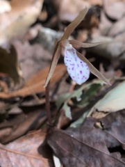 Nervilia taiwaniana
