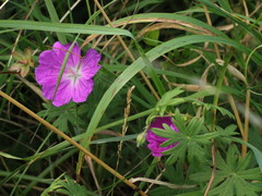 Geranium sanguineum