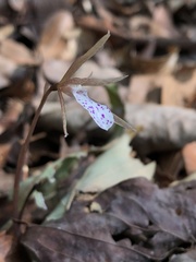 Nervilia taiwaniana