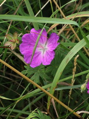 Geranium sanguineum