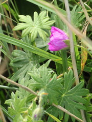 Geranium sanguineum
