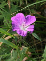 Geranium sanguineum