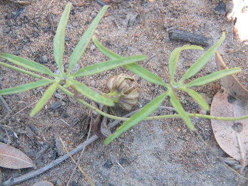Image of Merremia palmata by (c) Antoinette Eyssell Knox, some rights reserved (CC BY-SA)