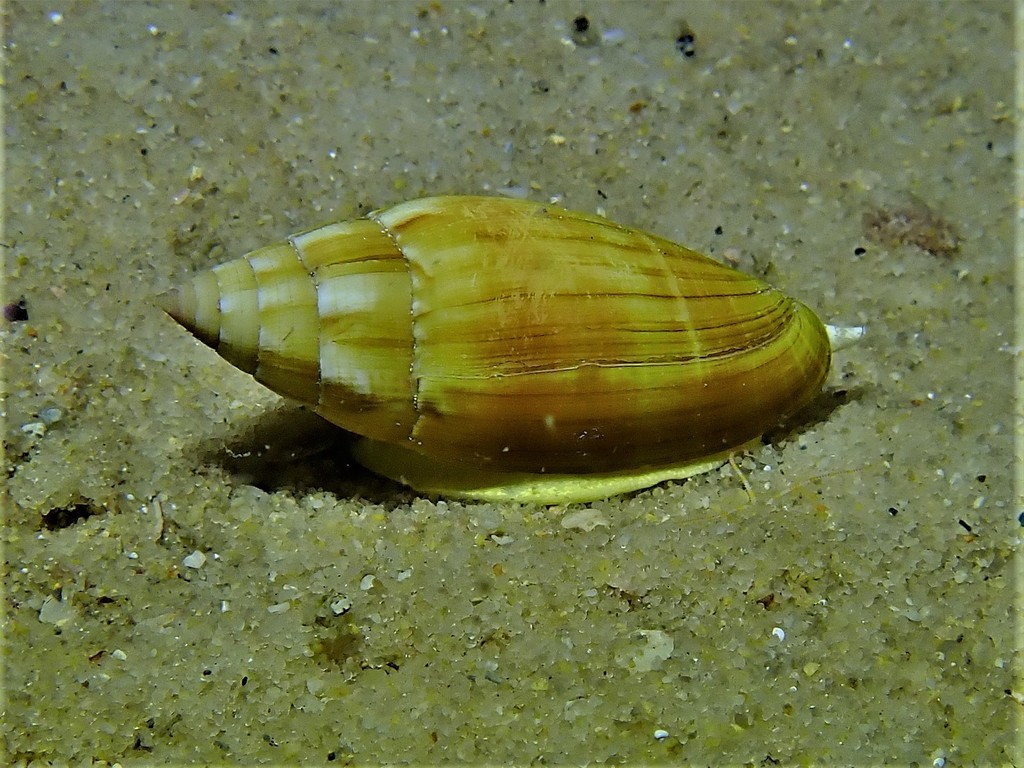 Scabricola