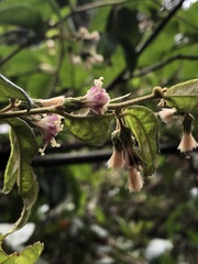 Decaneuropsis gratiosa