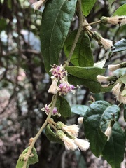 Decaneuropsis gratiosa