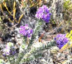 Amphithalea imbricata