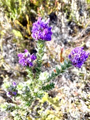 Amphithalea imbricata