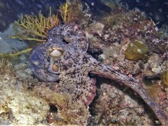 Octopus djinda