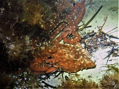 Callistoctopus ornatus