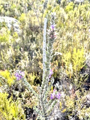 Amphithalea imbricata