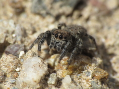 Euophrys