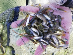 Mediterranean Toothcarp photo 5