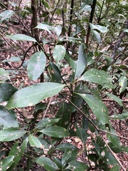Beilschmiedia erythrophloia