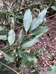 Beilschmiedia erythrophloia