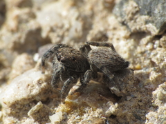 Euophrys