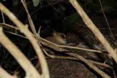 Microcebus murinus