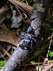 Atypidae