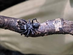 Atypidae