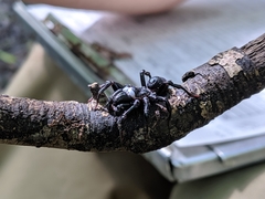 Atypidae