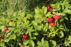 Rosa rugosa