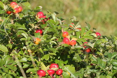 Rosa rugosa