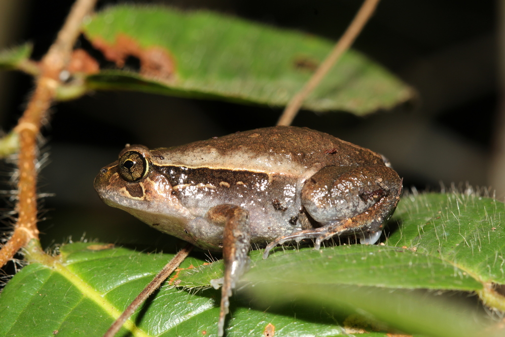 Tomato Frogs