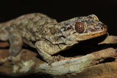 Blaesodactylus sakalava