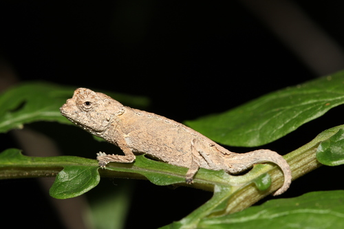 Brygoo's Leaf Chameleon
