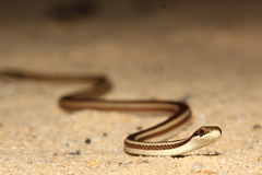 Dromicodryas bernieri