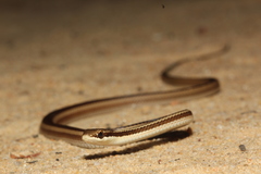 Dromicodryas bernieri