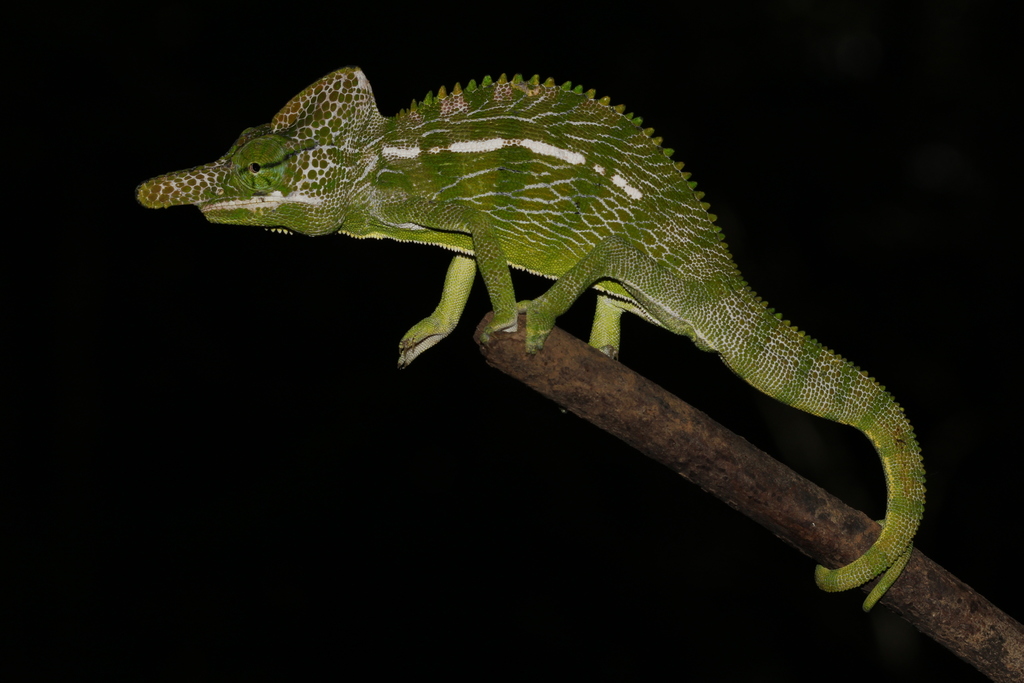 Labord's Chameleon