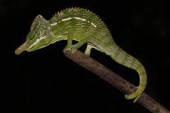 Furcifer labordi