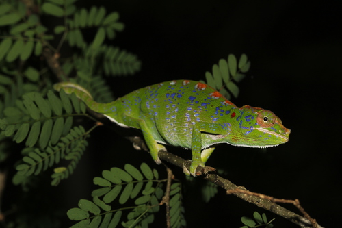 Labord's Chameleon